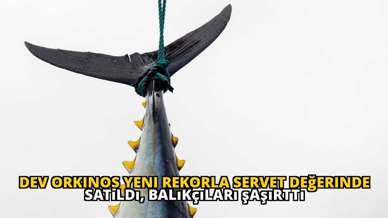 Dev orkinos yeni rekorla servet değerinde satıldı, balıkçıları şaşırttı