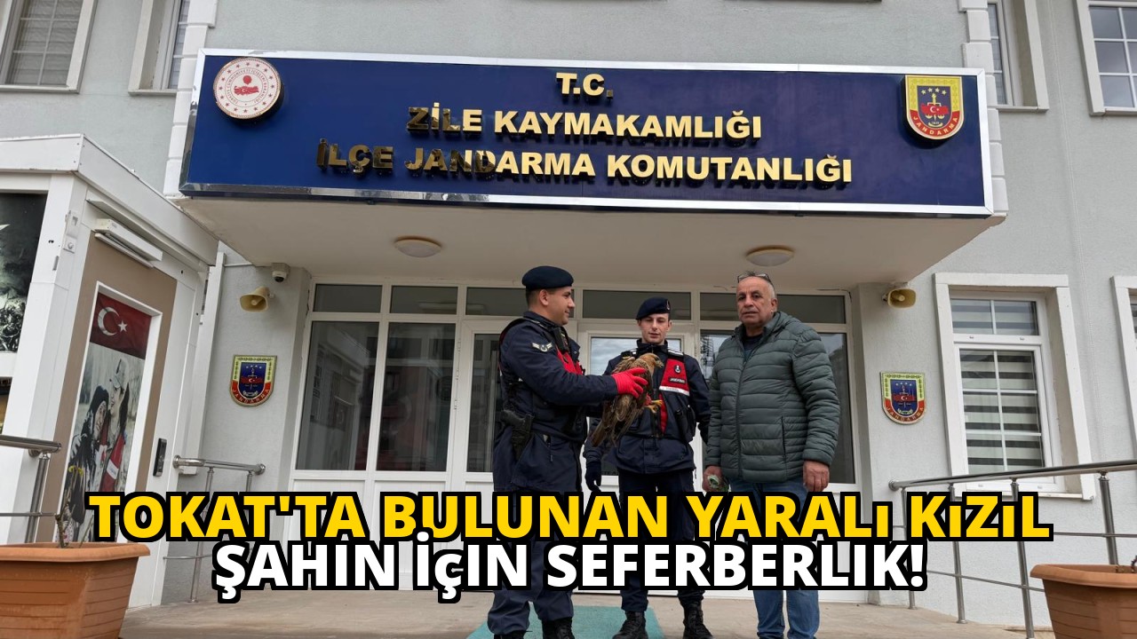 Tokat'ta Bulunan Yaralı Kızıl Şahin İçin Seferberlik!