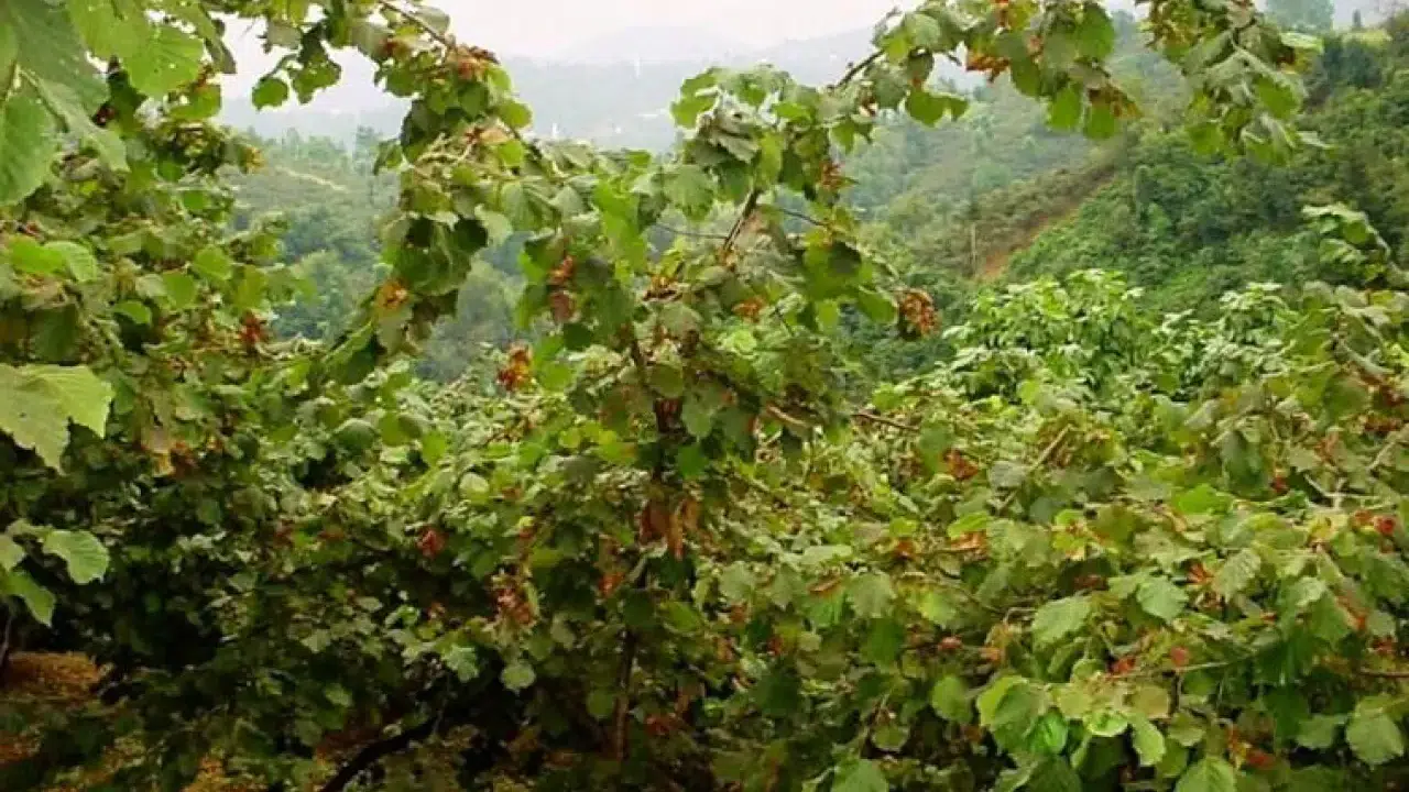 Trabzon'da Kahreden Olay! Fındık Toplarken Can Verdiler