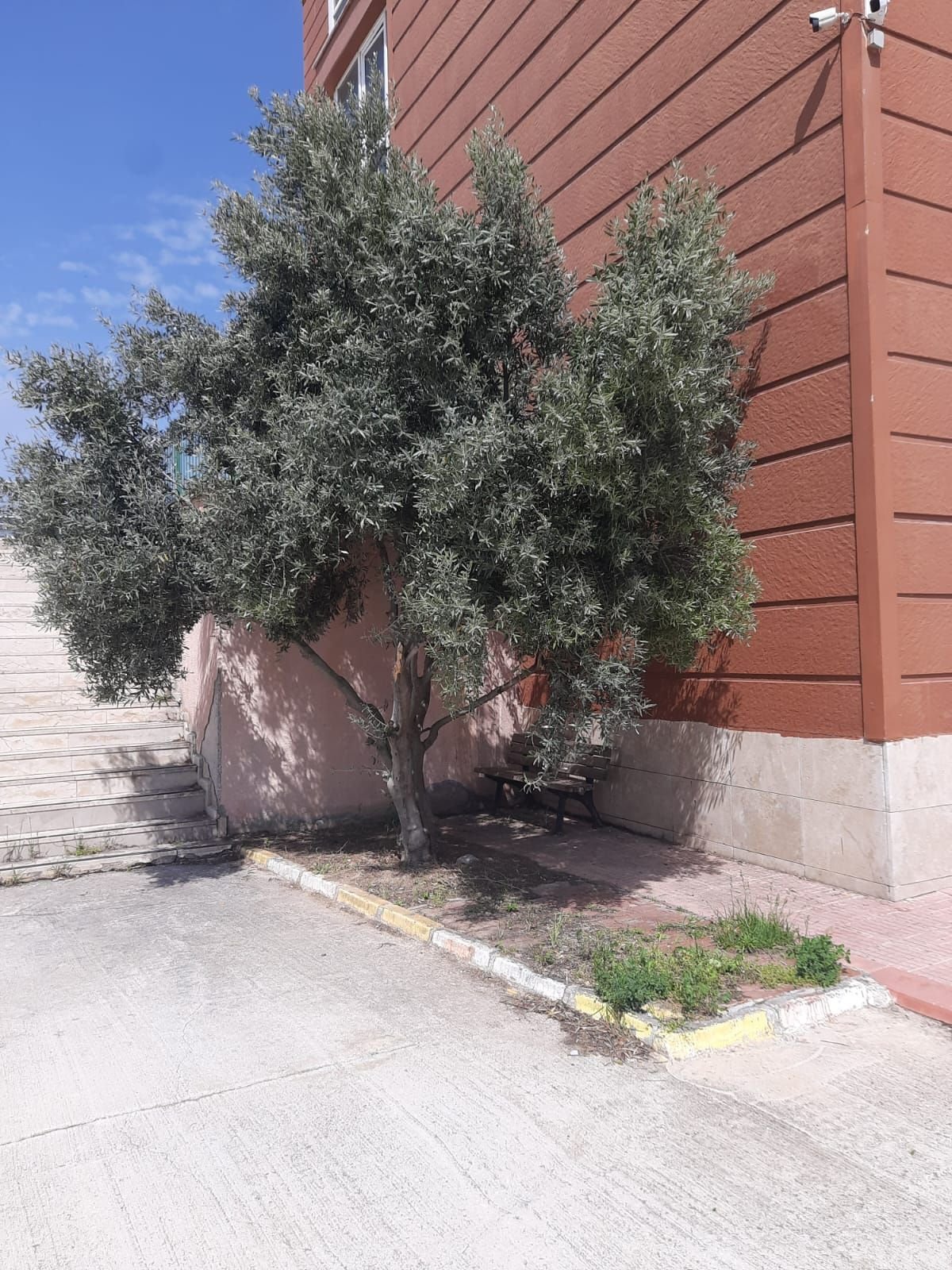 Tokat'ta Zeytin Seferberliği Başladı!
