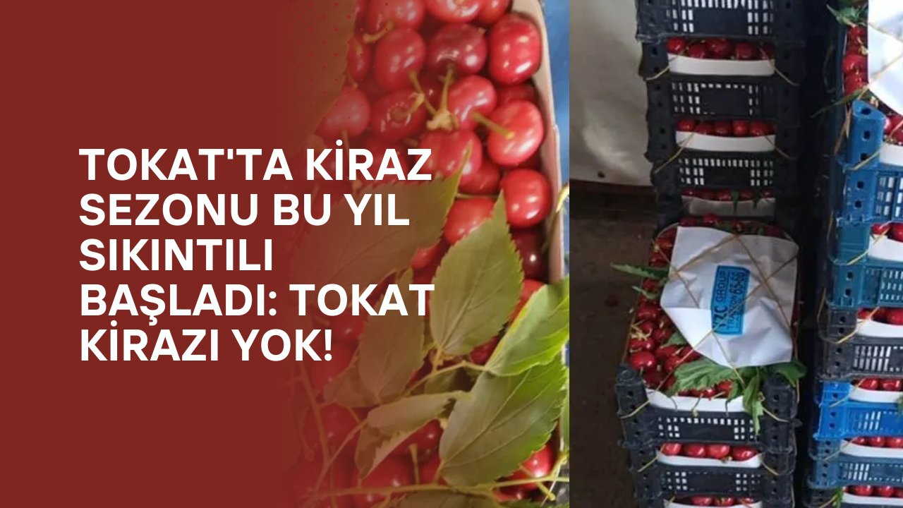 Tokat'ta Kiraz Sezonu Bu Yıl Sıkıntılı Başladı: Tokat Kirazı Yok!