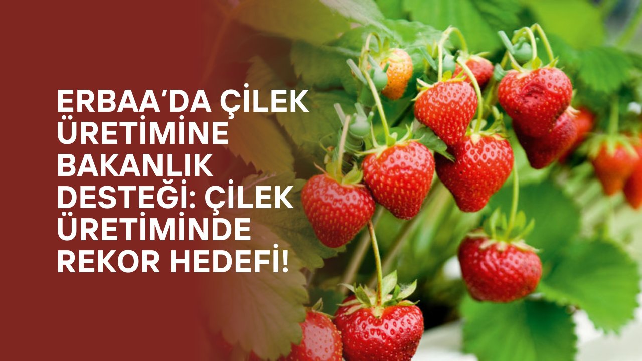Erbaa’da Çilek Üretimine Bakanlık Desteği: Çilek Üretiminde Rekor Hedefi!