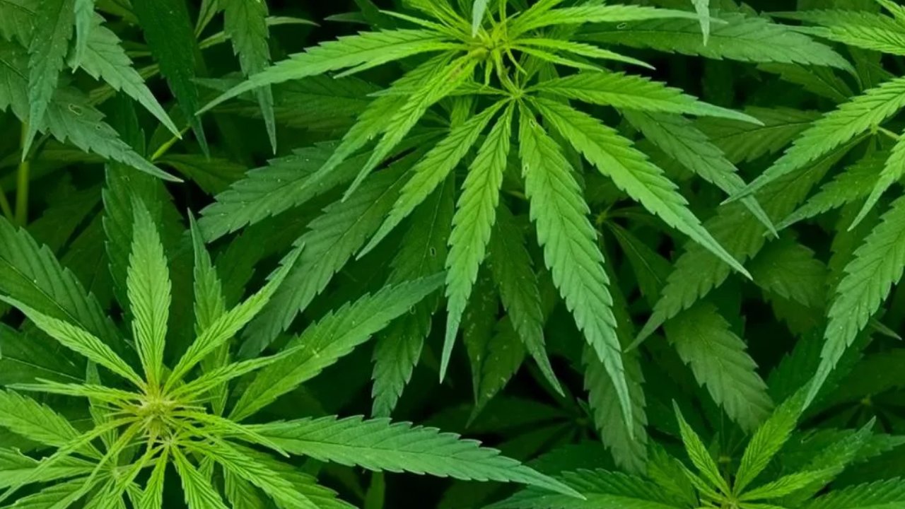 Tıbbi Kenevir Artık Eczanelerde! Yeni Yasa Meclis’ten Geçti