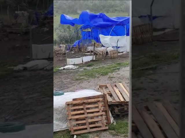 Tokat Turhal'da Fırtına Dehşeti: Gökdere Köyü'nde Bir Ağıl Yerle Bir Oldu!