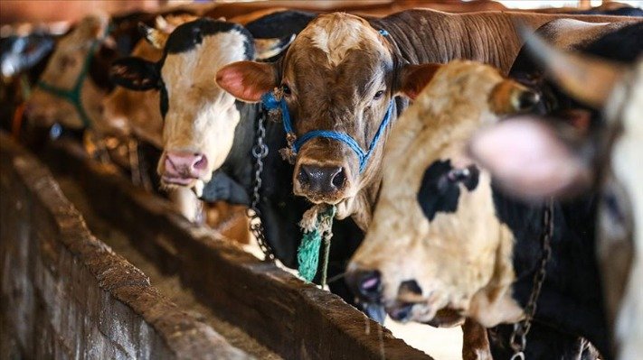 Tokat’ta Kurban Kesim Yerleri Belli Oldu! İşte 2025 İçin Belirlenen Noktalar