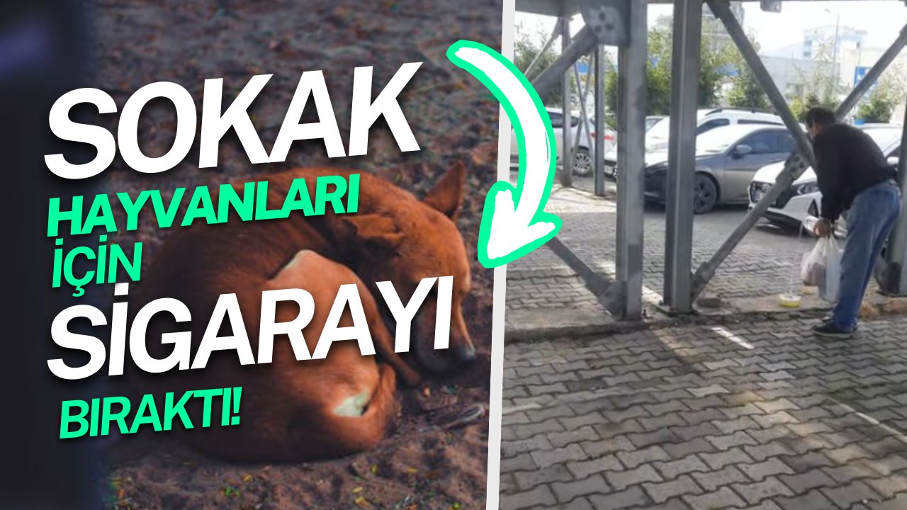 Tokat'ta Sokak Hayvanları İçin Sigarayı Bıraktı Her Sabah Yüzlerce Can Doyuruyor!