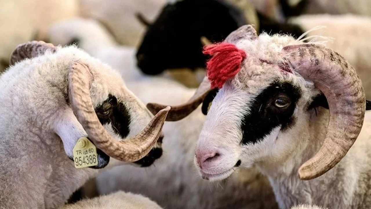 2025 Yılı Vekâletle Kurban Kesim Bedeli